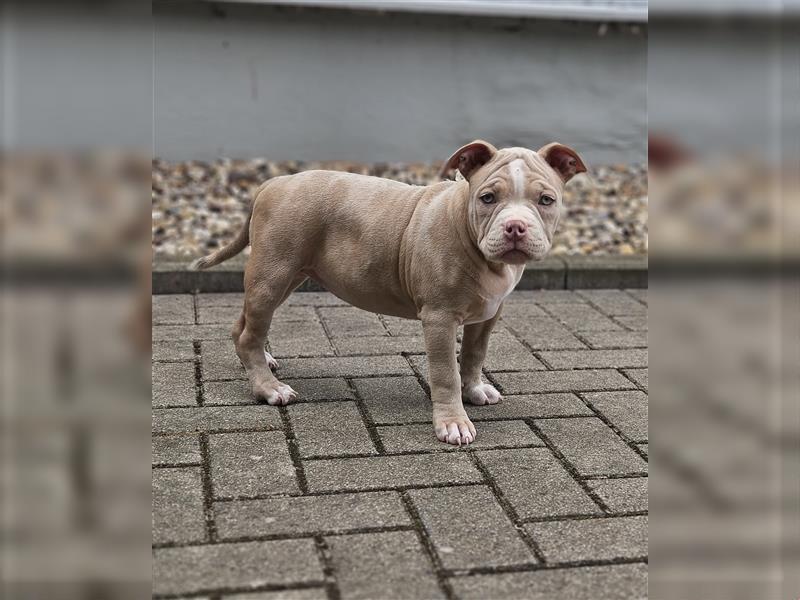 *nur noch 1 Weibchen* American Bully Welpen