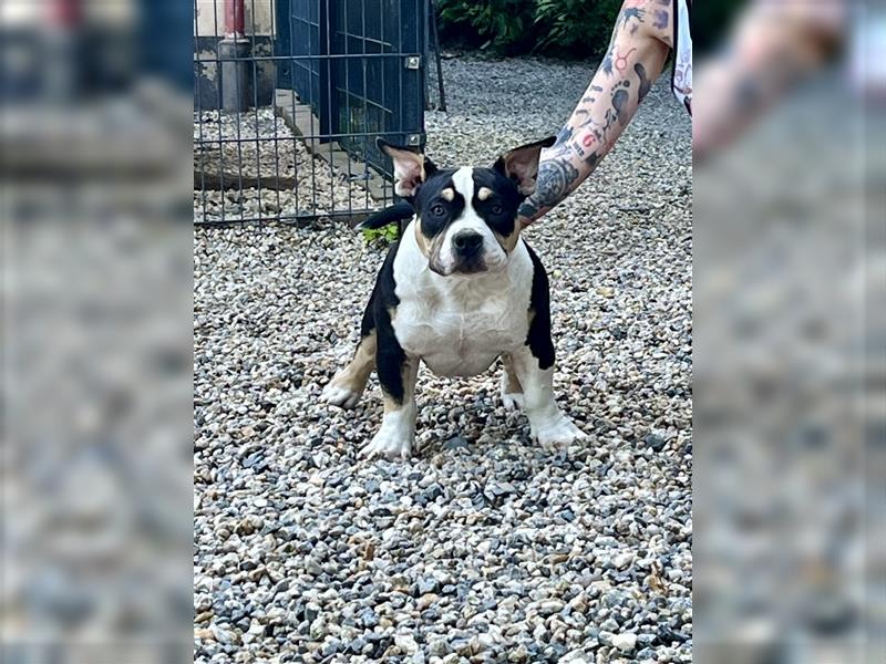 American Bully Welpen  rüde Weibchen  ABKC Haustier -ohne Zucht.