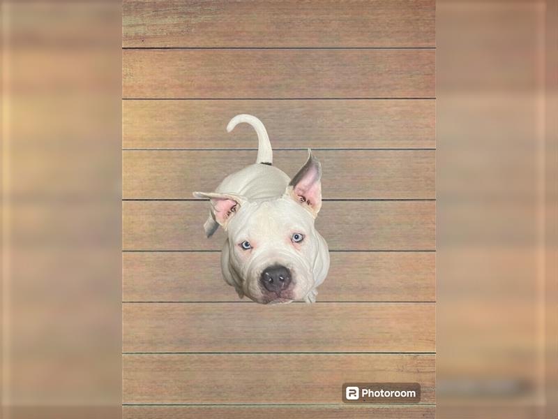 American Bully Welpen  rüde Weibchen  ABKC Haustier -ohne Zucht.