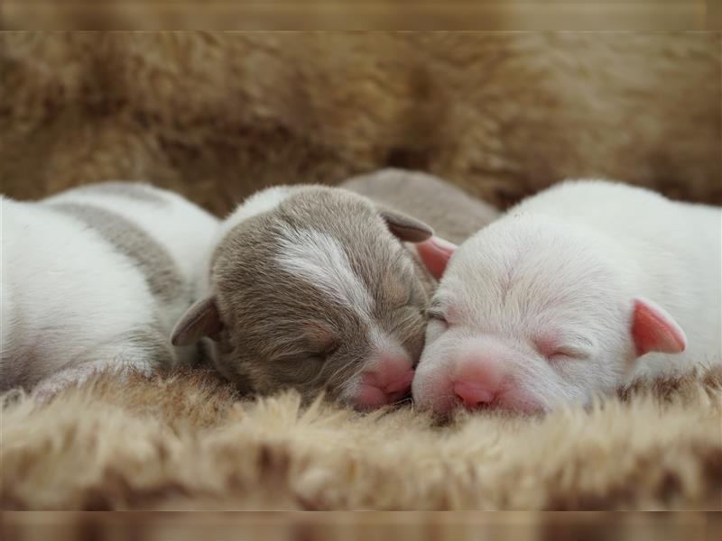 American Bully Welpen