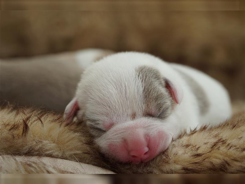 American Bully Welpen