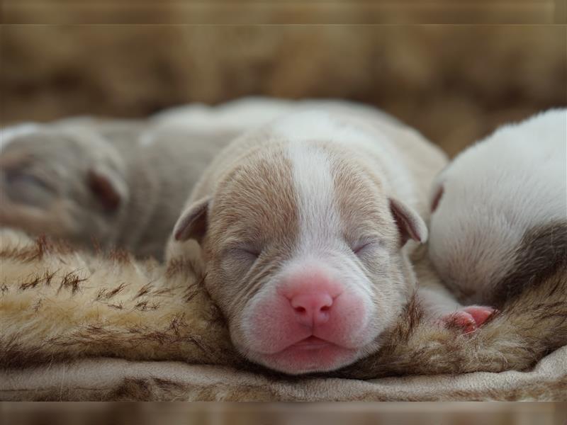 American Bully Welpen