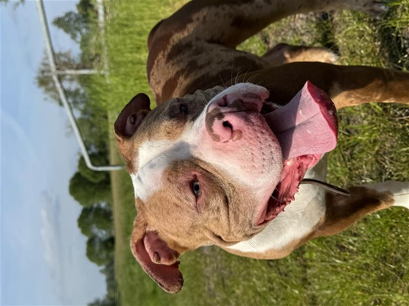 American bully Deckrüde