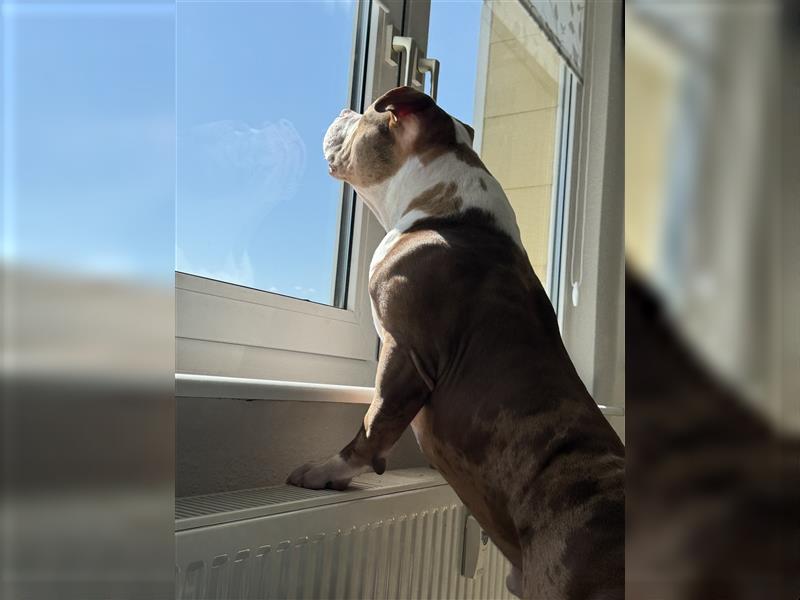 American bully Deckrüde