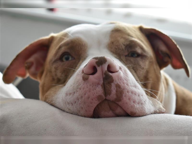 American bully Deckrüde