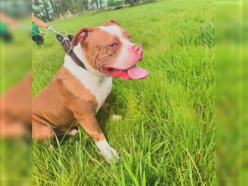 American bully Deckrüde