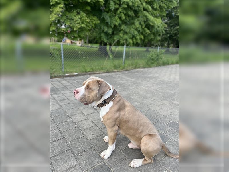 Deckrüde American Bully XL Deckrüde mit seltener Champagner