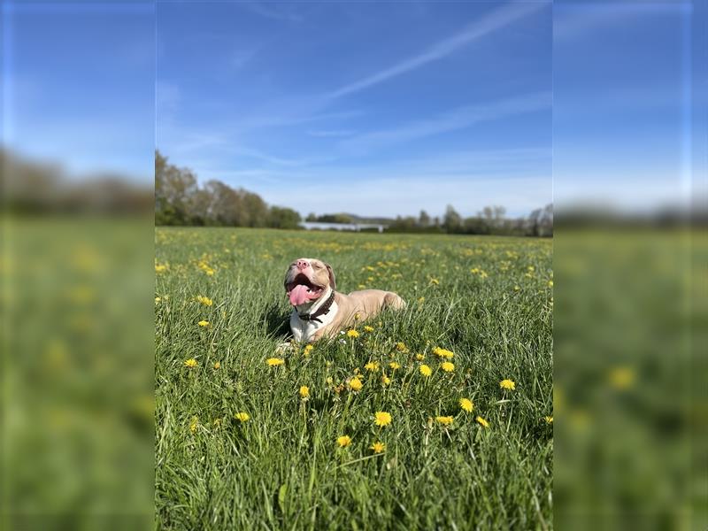 Deckrüde American Bully XL Deckrüde mit seltener Champagner