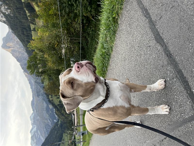 Deckrüde American Bully XL Deckrüde mit seltener Champagner