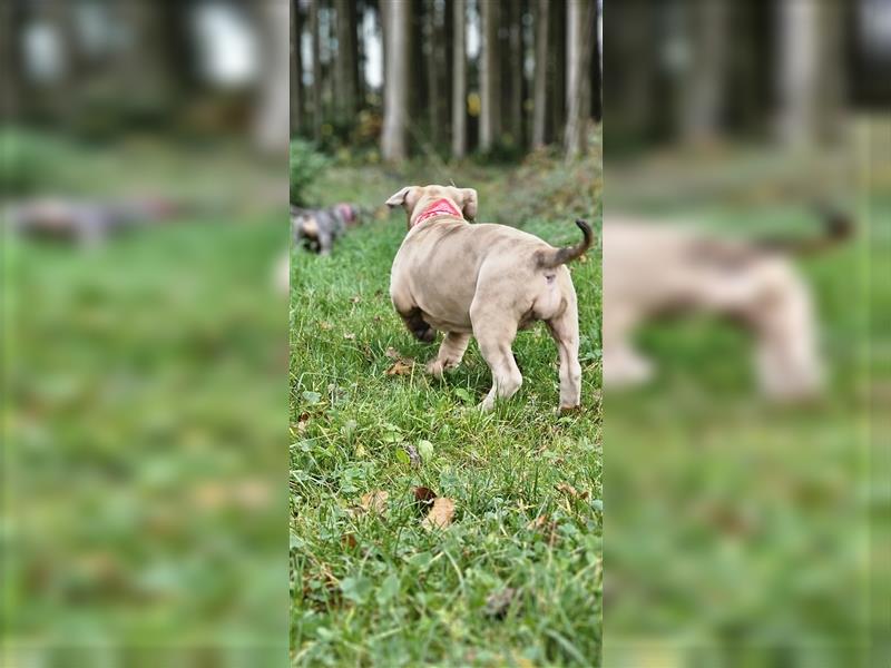 American Xl Bully Welpen Top Verpaarung