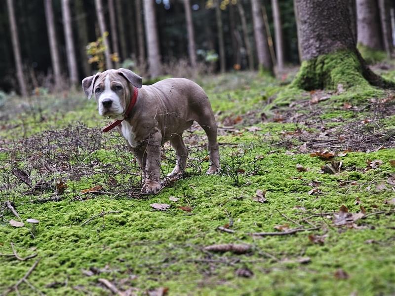 American Xl Bully Welpen Top Verpaarung