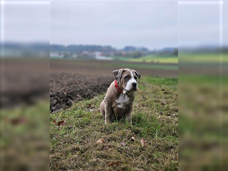 American Xl Bully Welpen Top Verpaarung