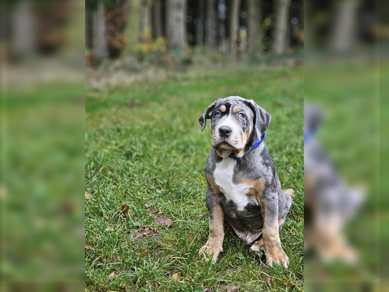 American Xl Bully Welpen Top Verpaarung