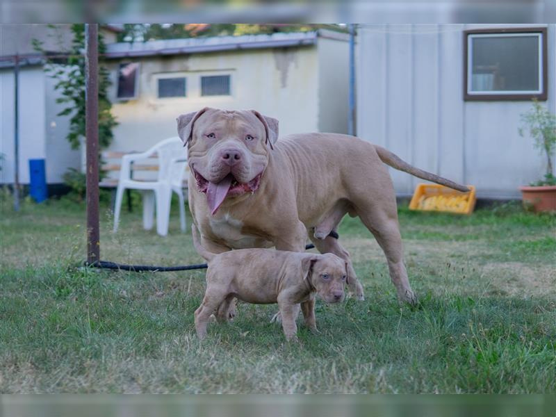 American Bully X(X)L