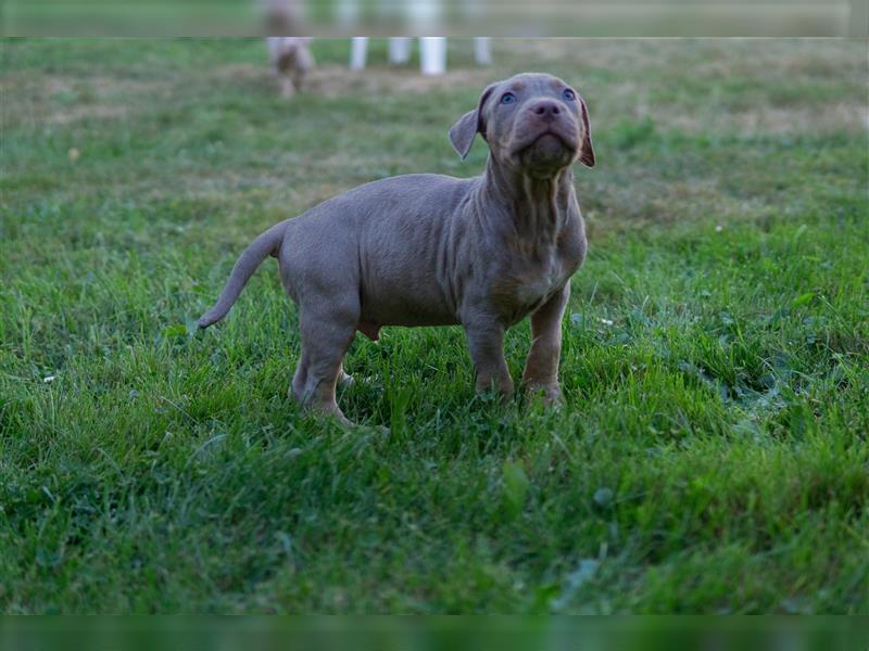 American Bully X(X)L