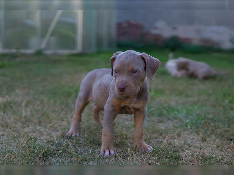 American Bully X(X)L