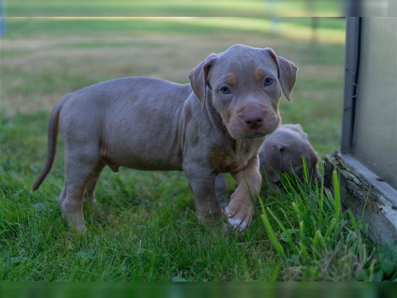 American Bully X(X)L