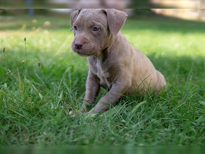 American Bully X(X)L