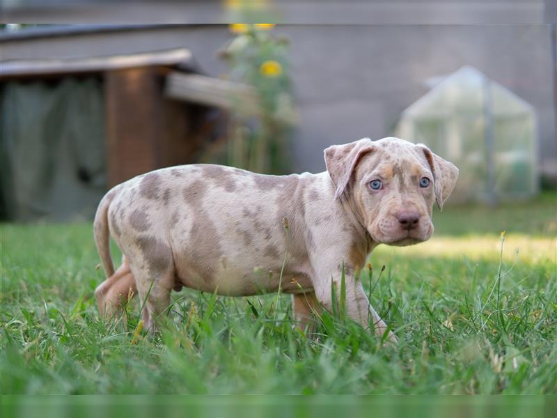 American Bully X(X)L