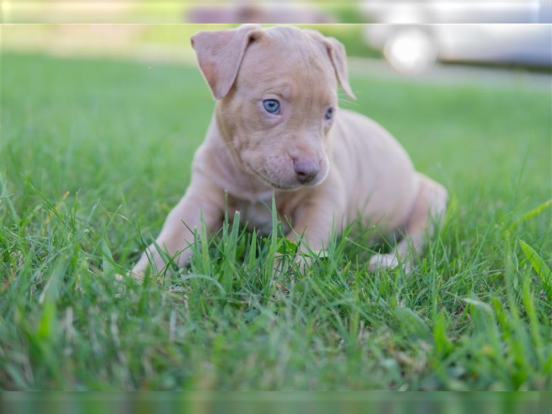 American Bully X(X)L