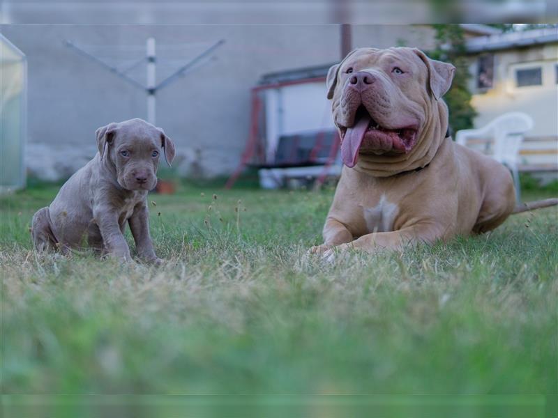 American Bully X(X)L