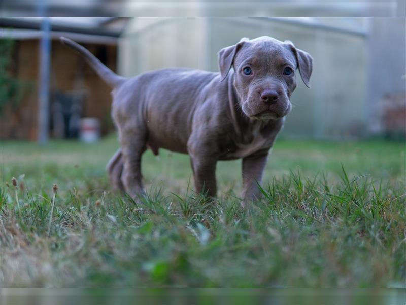 American Bully X(X)L