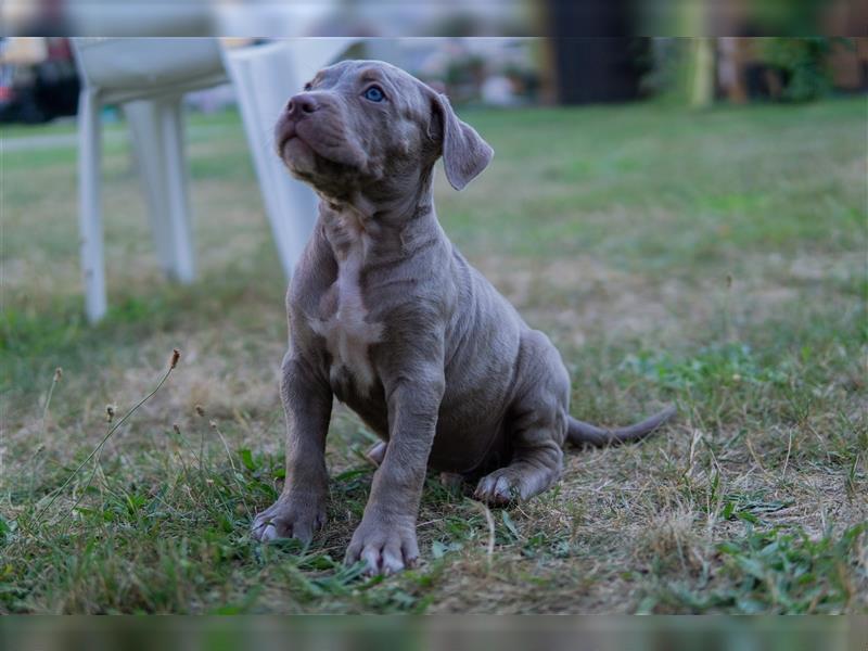 American Bully X(X)L