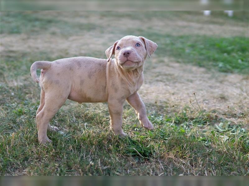 American Bully X(X)L