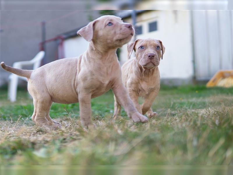 American Bully X(X)L