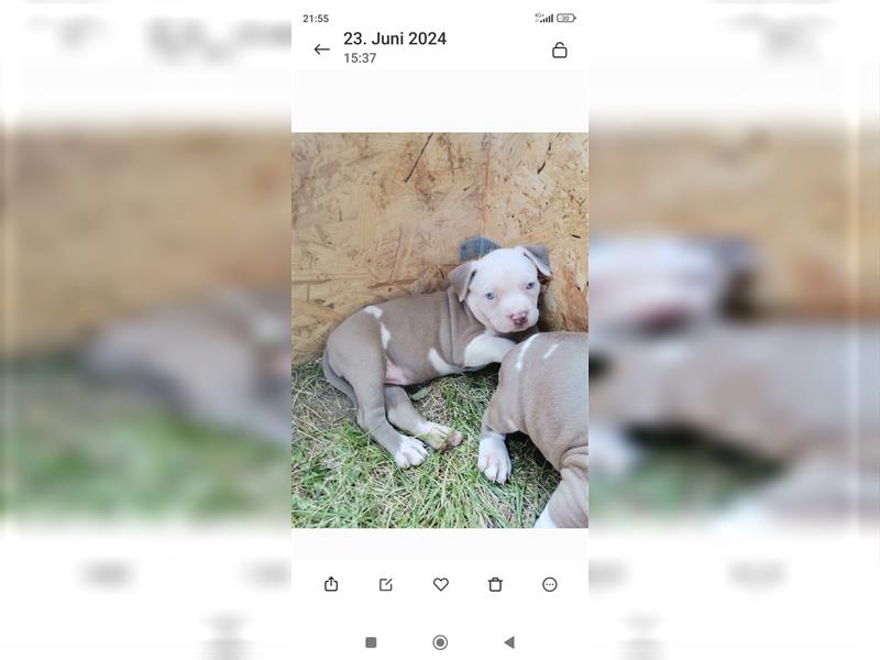 American bully welpen