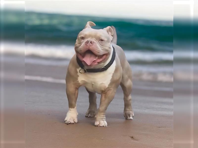 American Bully Deckrüde