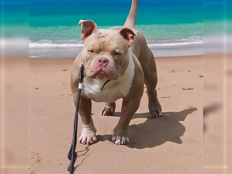 American Bully Deckrüde