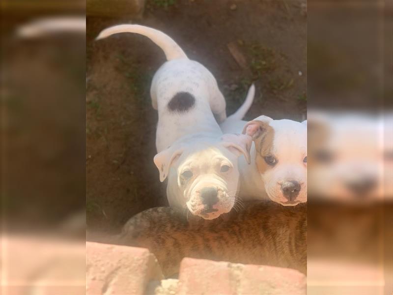 American Bullys