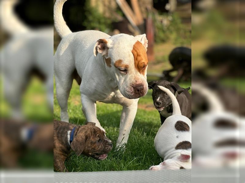 American Bullys