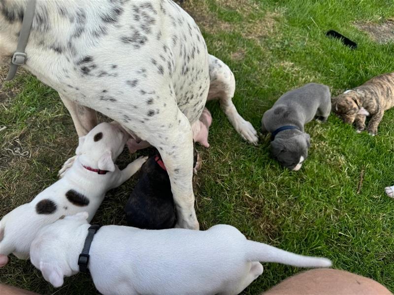 American Bullys