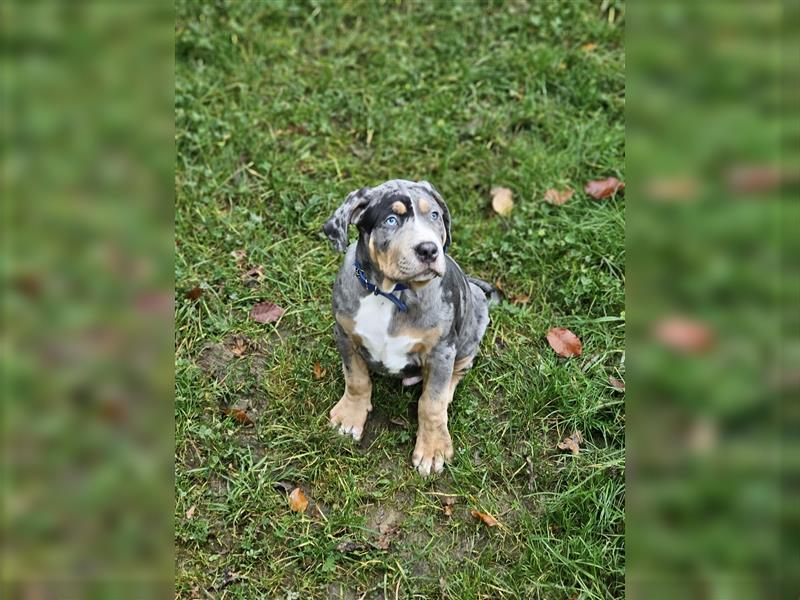 American Xl Bully Welpen Top Verpaarung