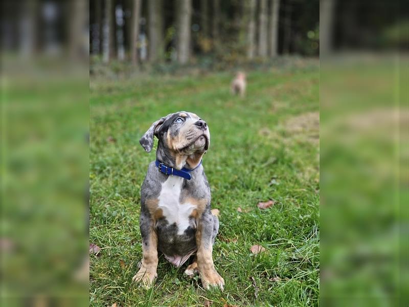 American Xl Bully Welpen Top Verpaarung