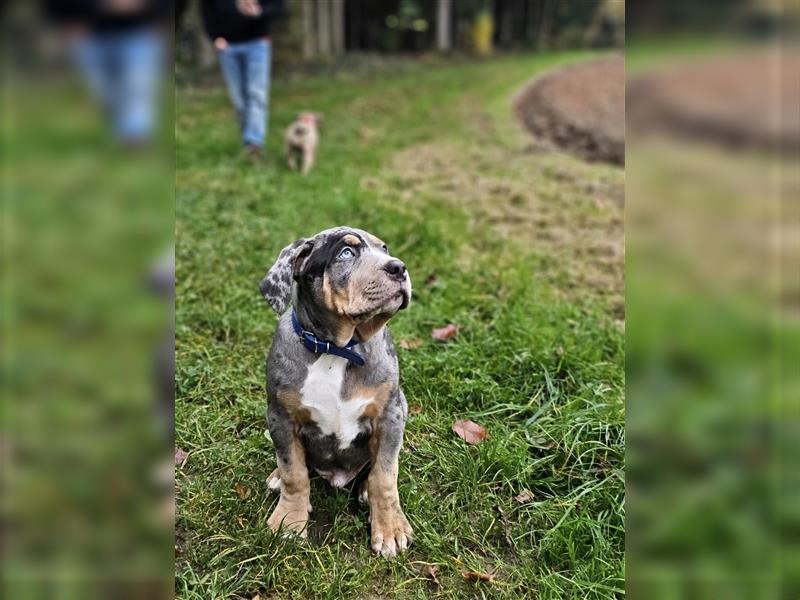 American Xl Bully Welpen Top Verpaarung