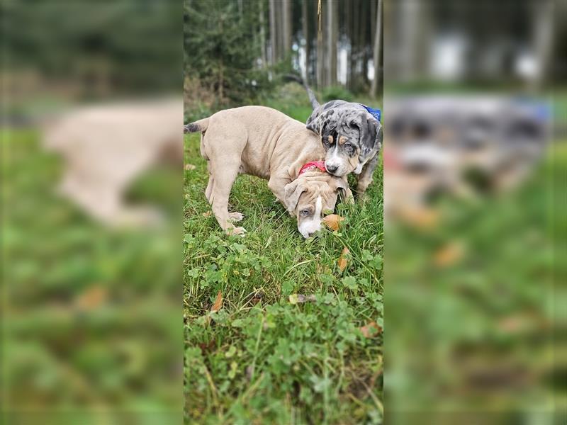 American Xl Bully Welpen Top Verpaarung