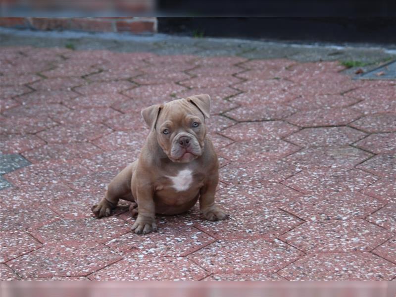 American Bully Micro Exotic Pocket