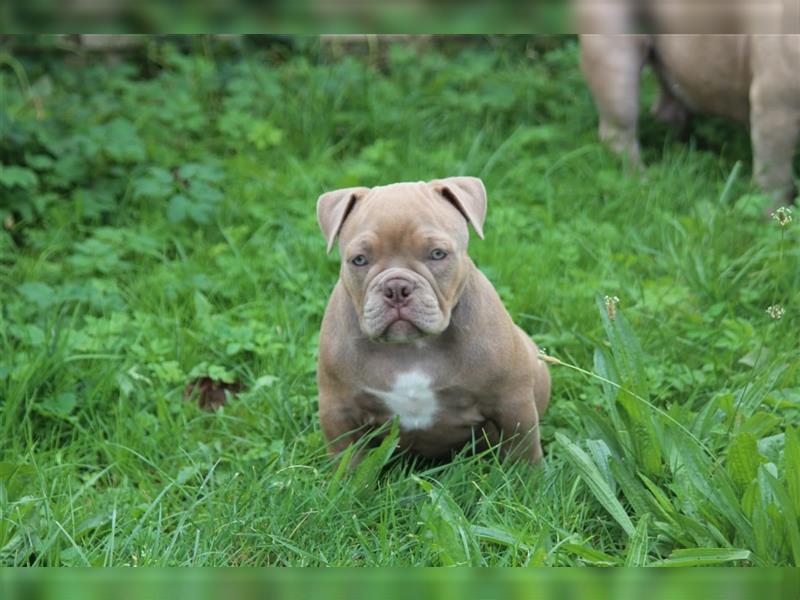 American Bully Micro Exotic Pocket