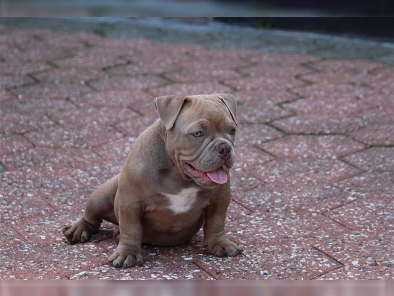 American Bully Micro Exotic Pocket