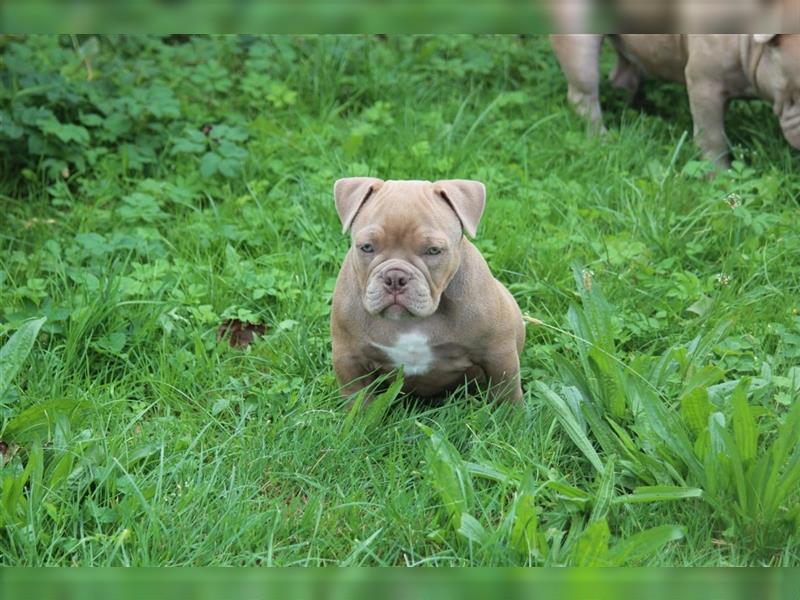 American Bully Micro Exotic Pocket