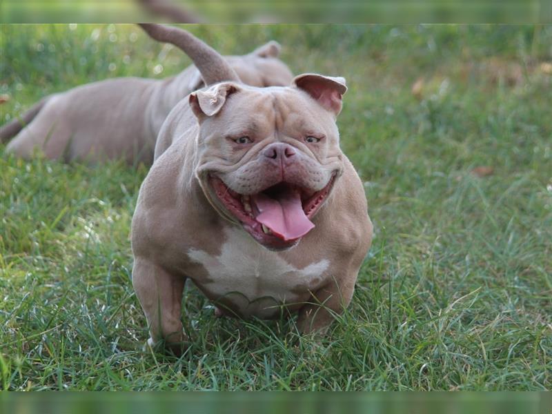 American Bully Micro Exotic Pocket