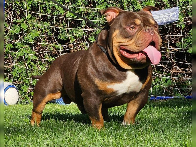 American Bully Micro Exotic Pocket