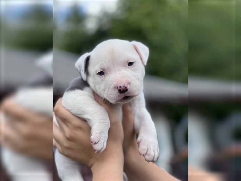 American Bully Welpe