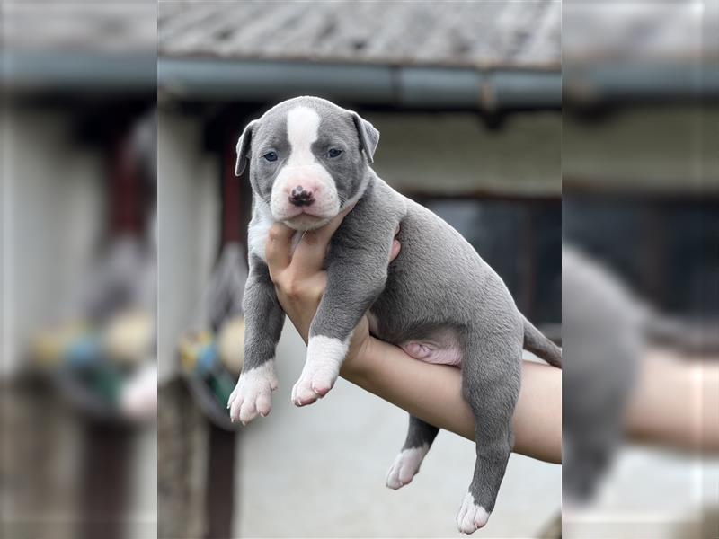 American Bully Welpe