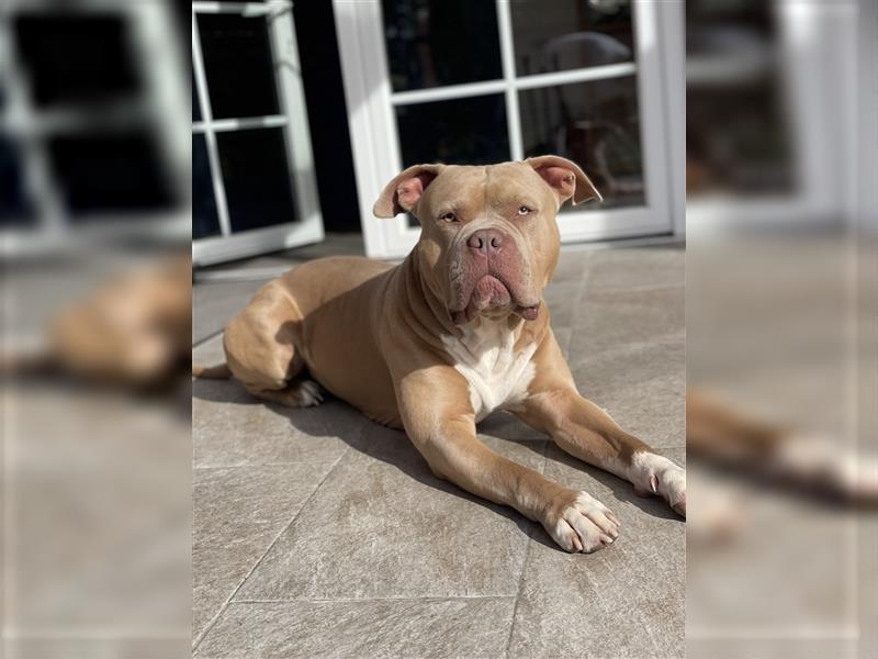 American Bully DECKRÜDE