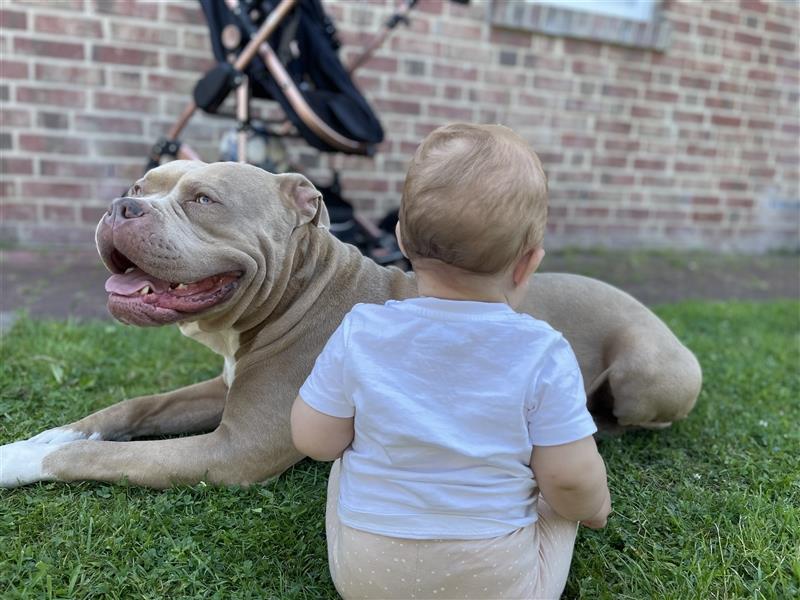 American Bully DECKRÜDE