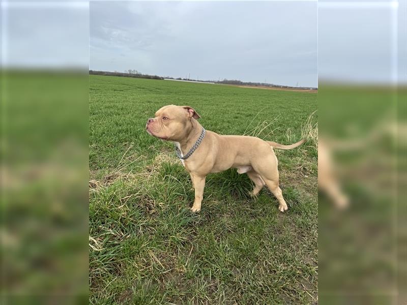 American Bully Pocket